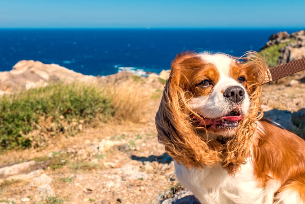 Cavalier King Charles at the beach