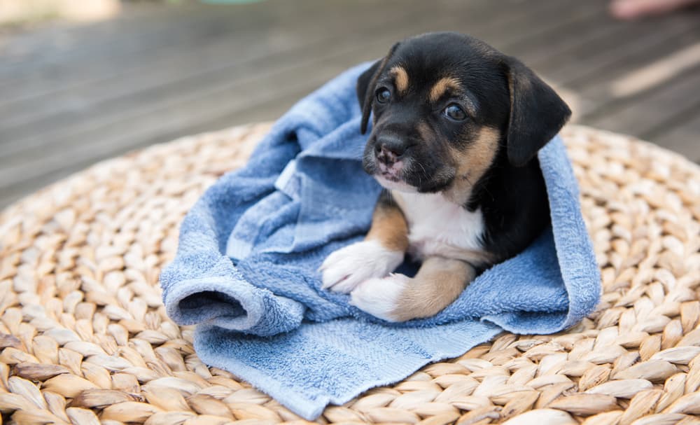 Small puppy after bath