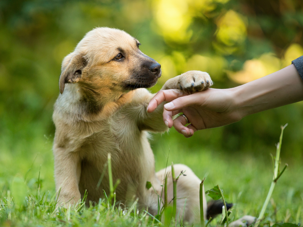 Puppy gives owner paw