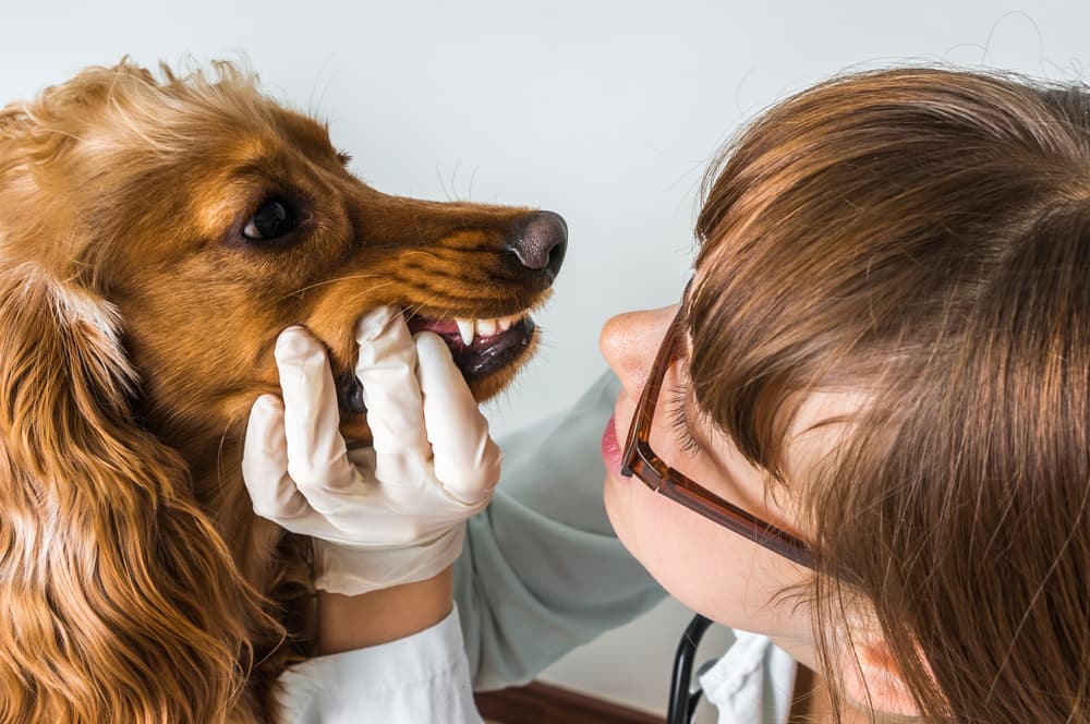 veterinarian examining dog's teeth