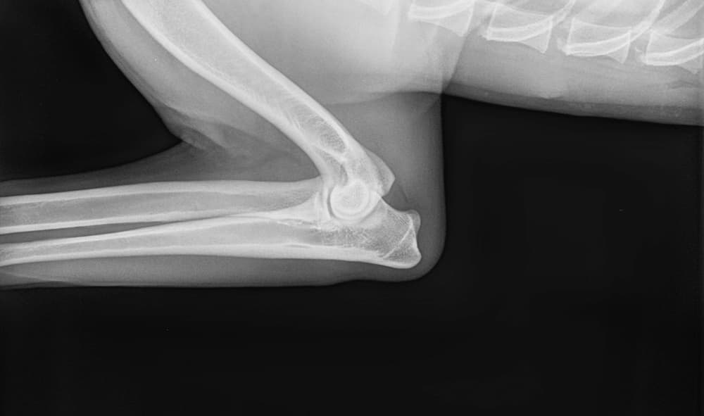 Elbow dysplasia X-ray