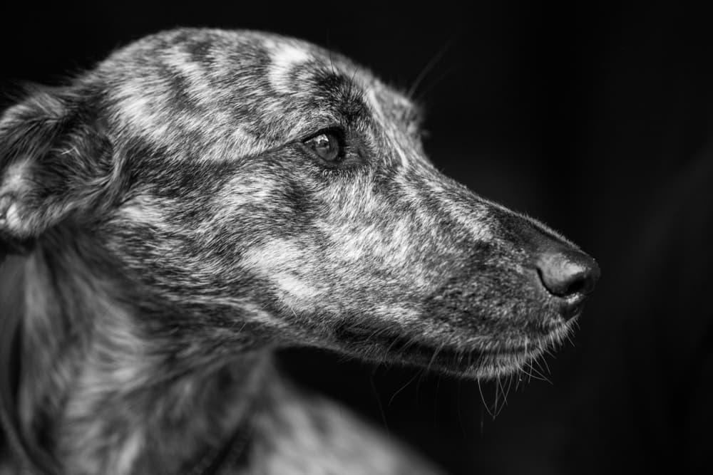 Black and white photo of an adult Lurcher