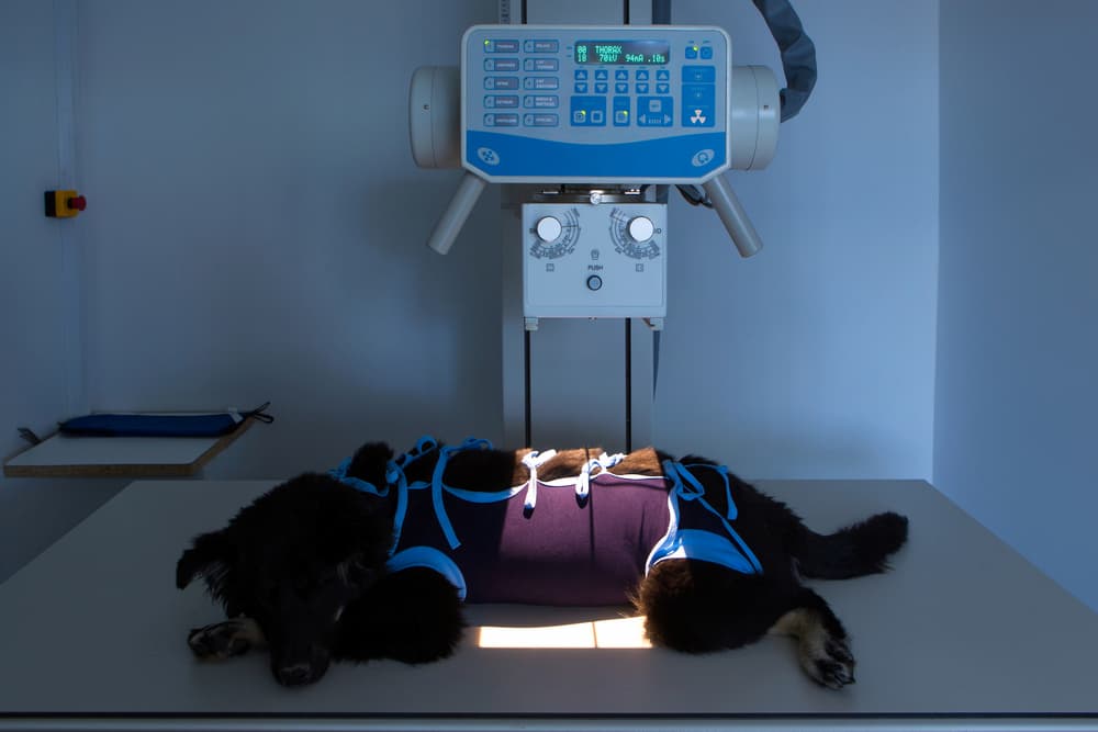 Dog prepped for X-rays