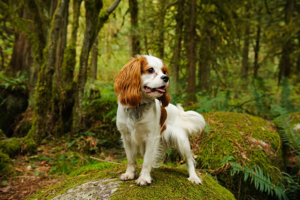 Cavalier King Charles out for a hike