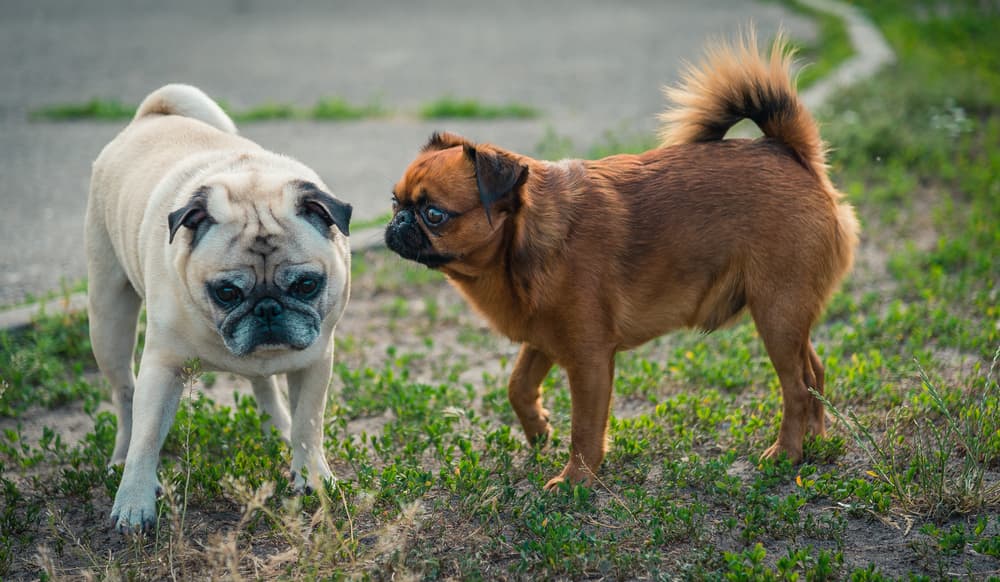 Pug and pugapoo outside