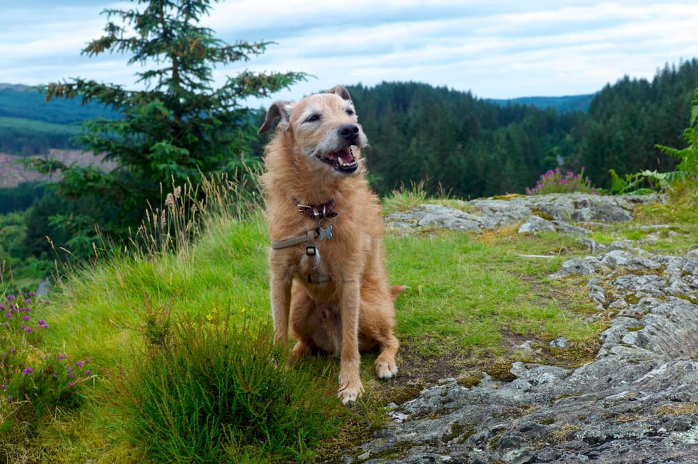 Lurcher dog sitting down on a nature trail