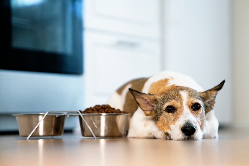 Dog laying next to food bowl not eating