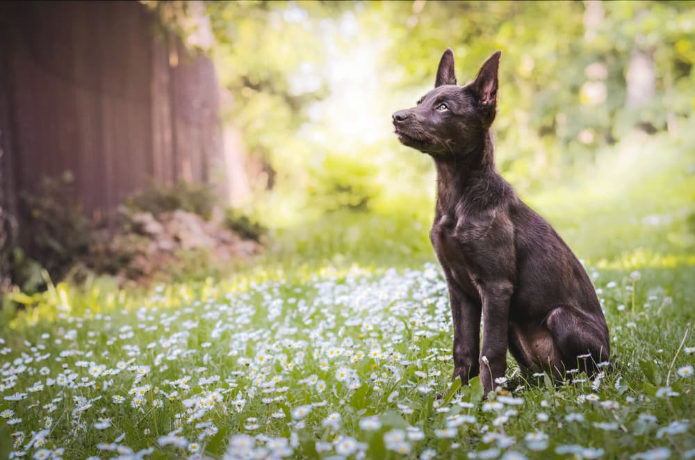 Australian Kelpie puppy sitting in a field of daisies 