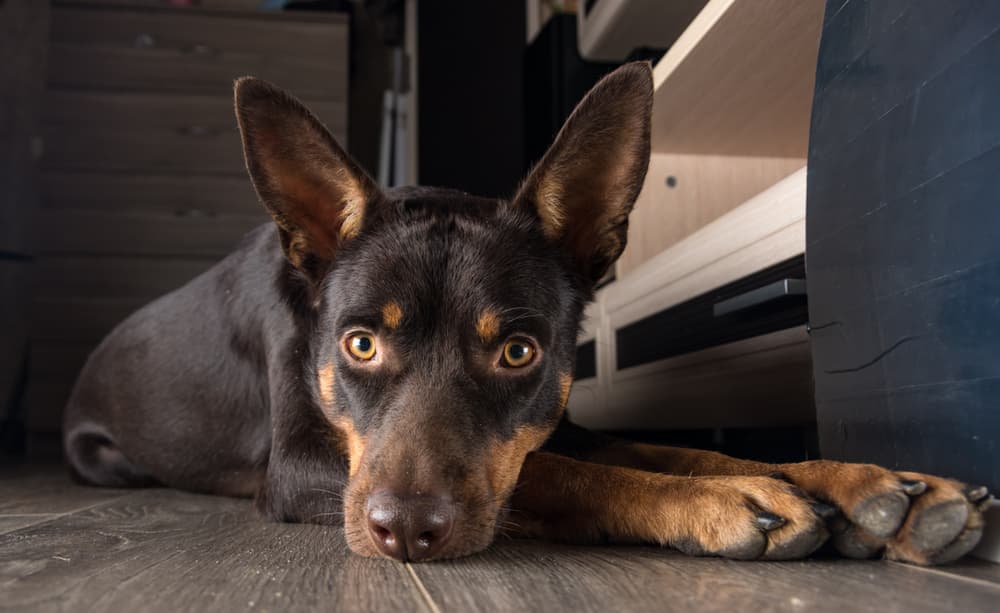 Australian Kelpie laying down inside