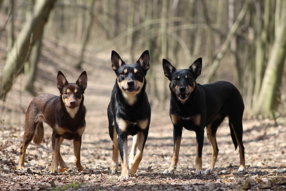 Three Australian Kelpies outside in a forest