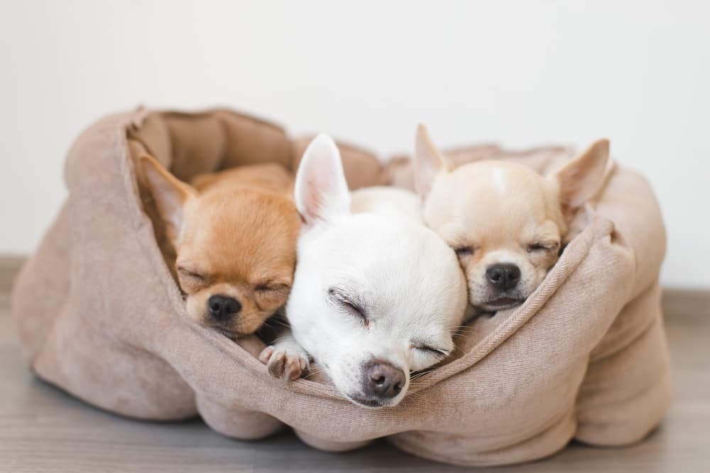 Three Chihuahua puppies sleeping in a bed