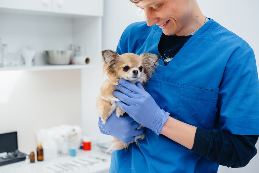 Veterinarian holding a Chihuahua