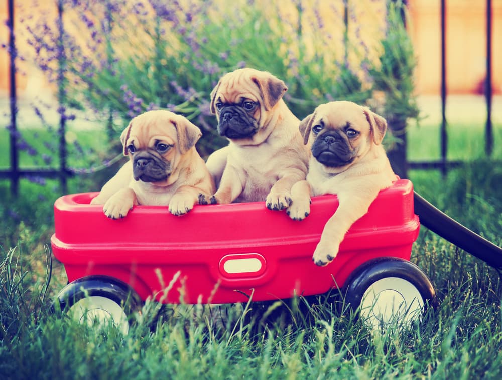 Three Chug puppies sitting in a wagon