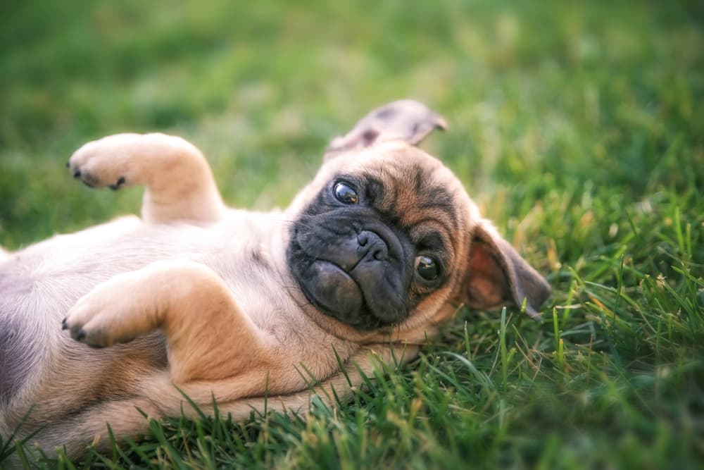 Chug dog laying on its back in the grass