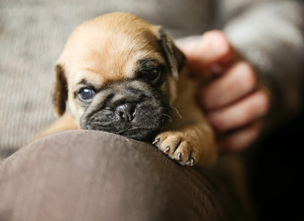 Puppy chug on owner's lap