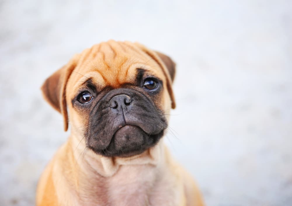 Chug puppy looking at the camera