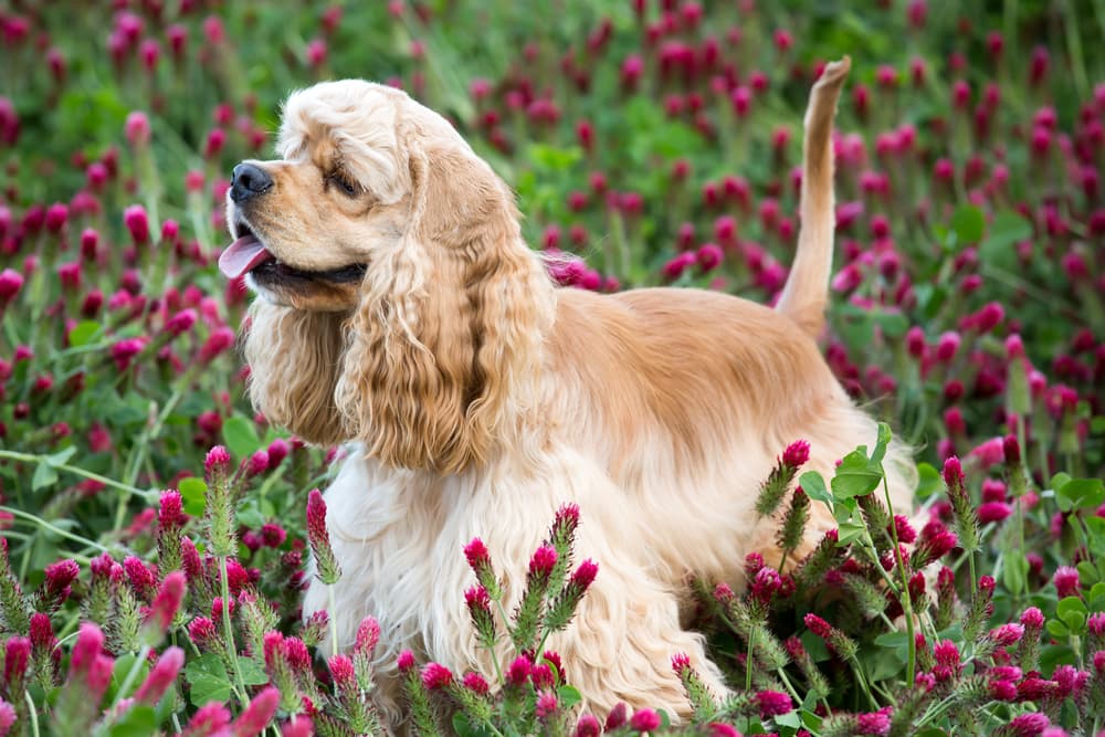 Cocker Spaniel standing in a field of flowers