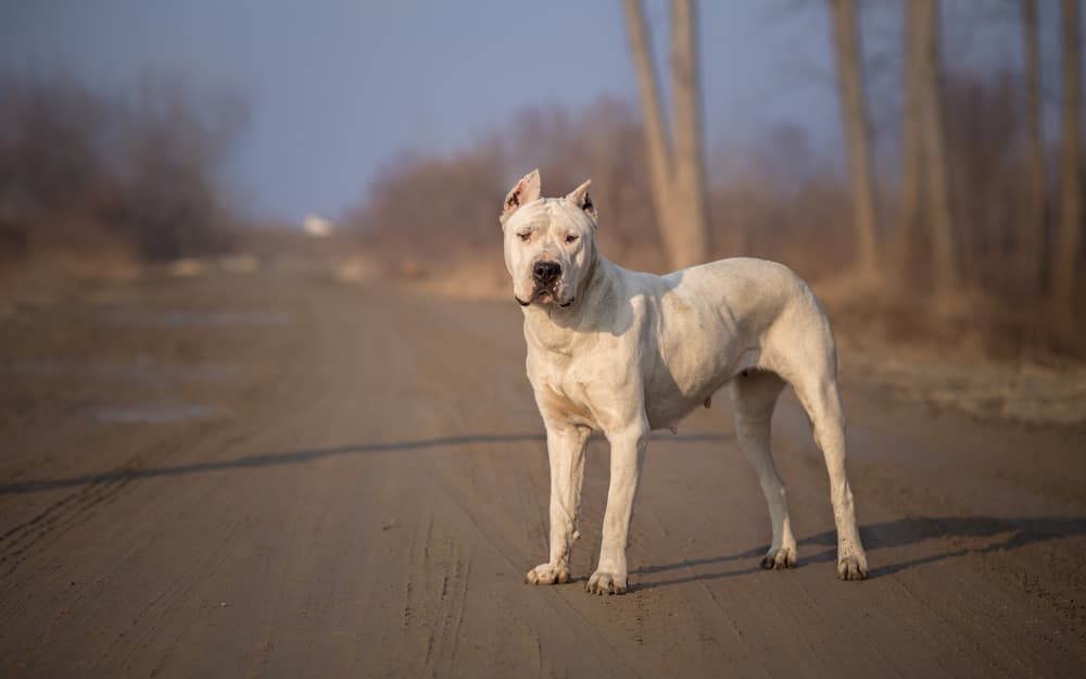Adult Dogo Argentino standing outside