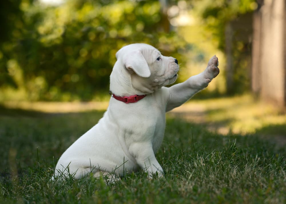 Dogo Argentino puppy sitting in the grass