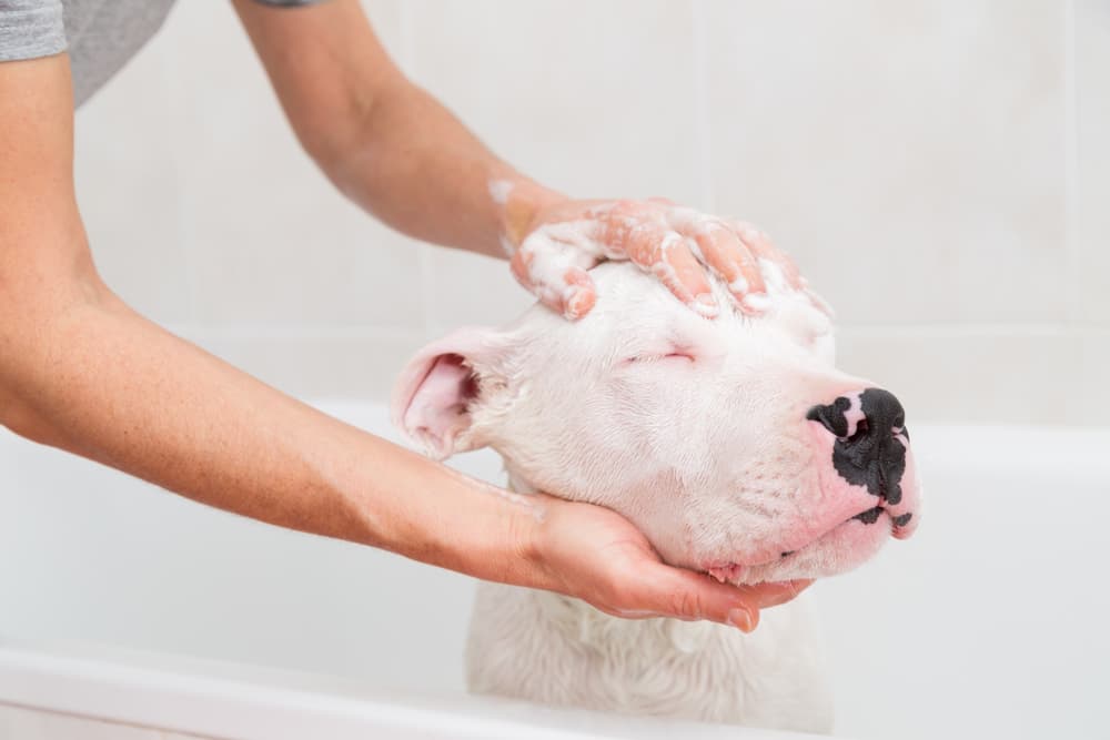 Dogo Argentino getting a bath