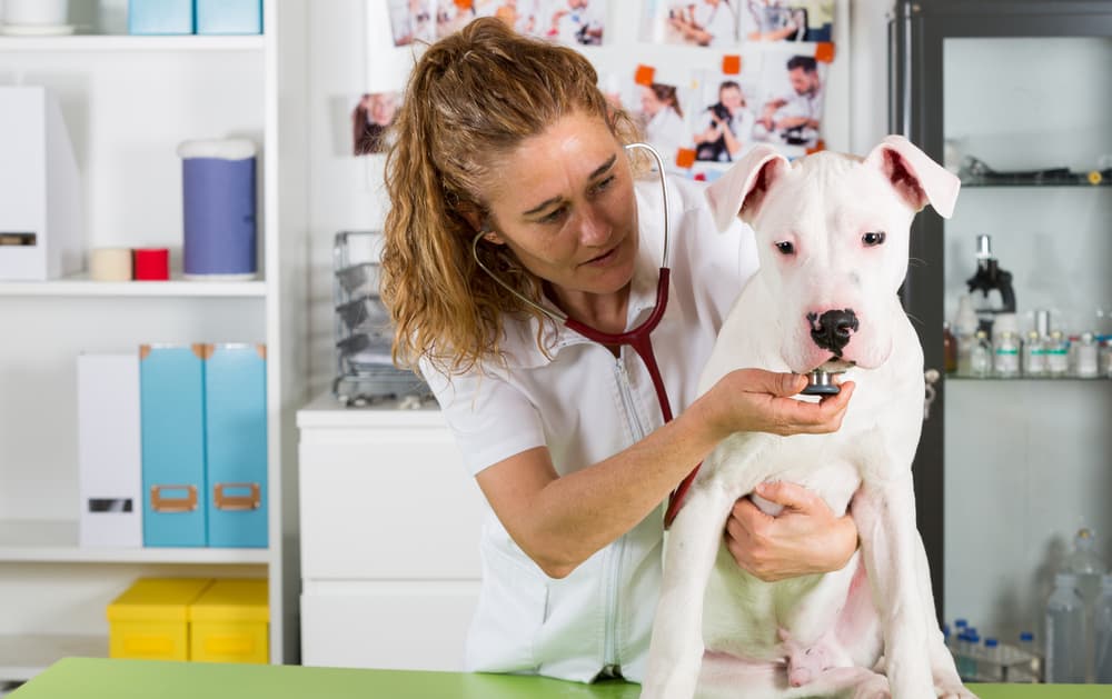 Puppy Dogo Argentino getting checked out at the vet