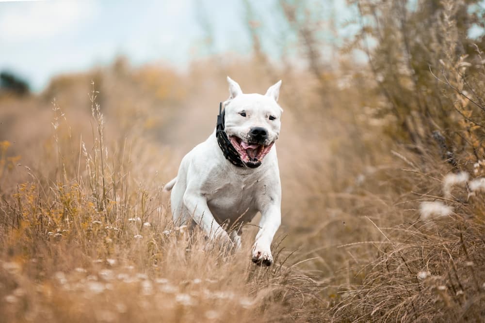 Dogo Argentino running through a field