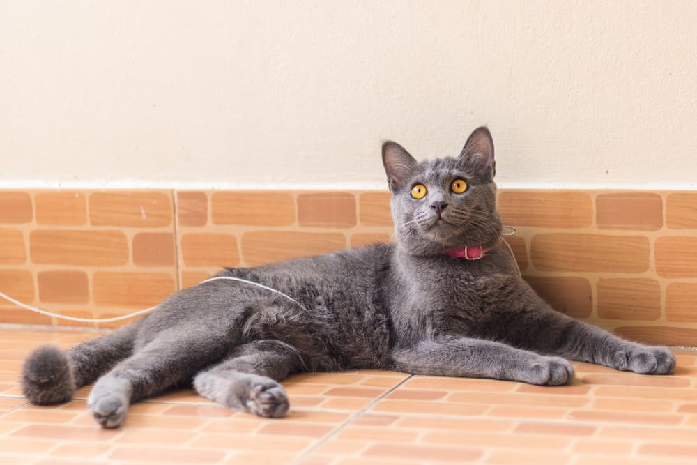 Korat cat with orange eyes laying on the floor