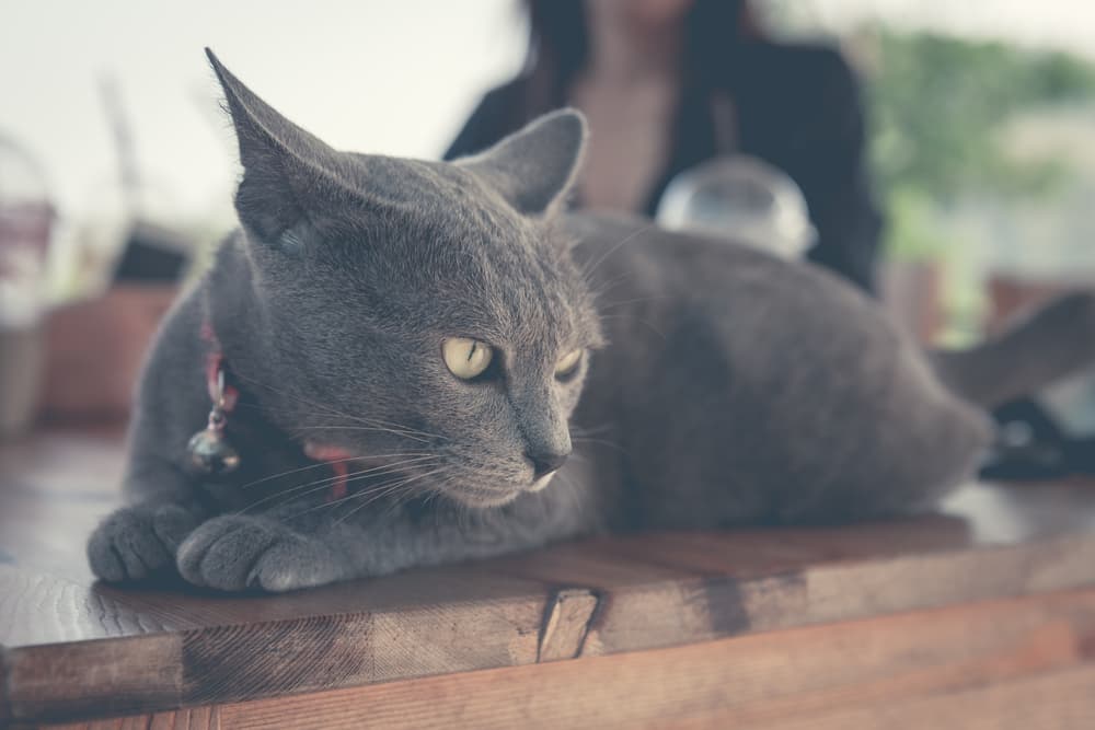 Korat cat laying on hardwood floor