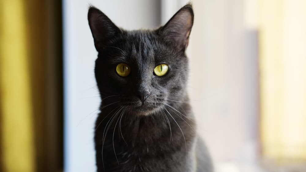 Korat cat looking at the camera