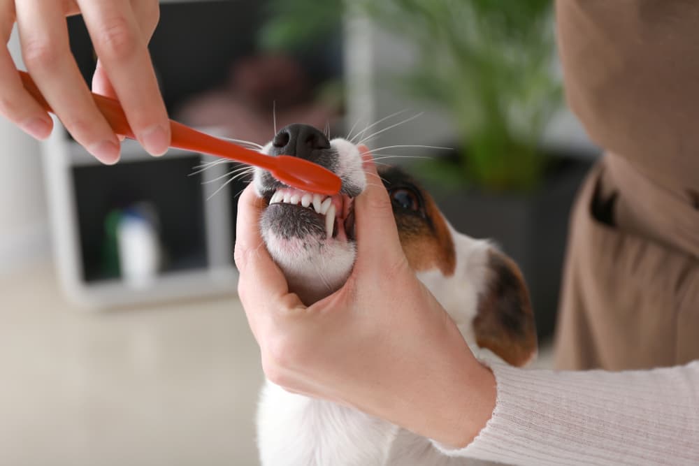 Dog getting its teeth brushed by owner