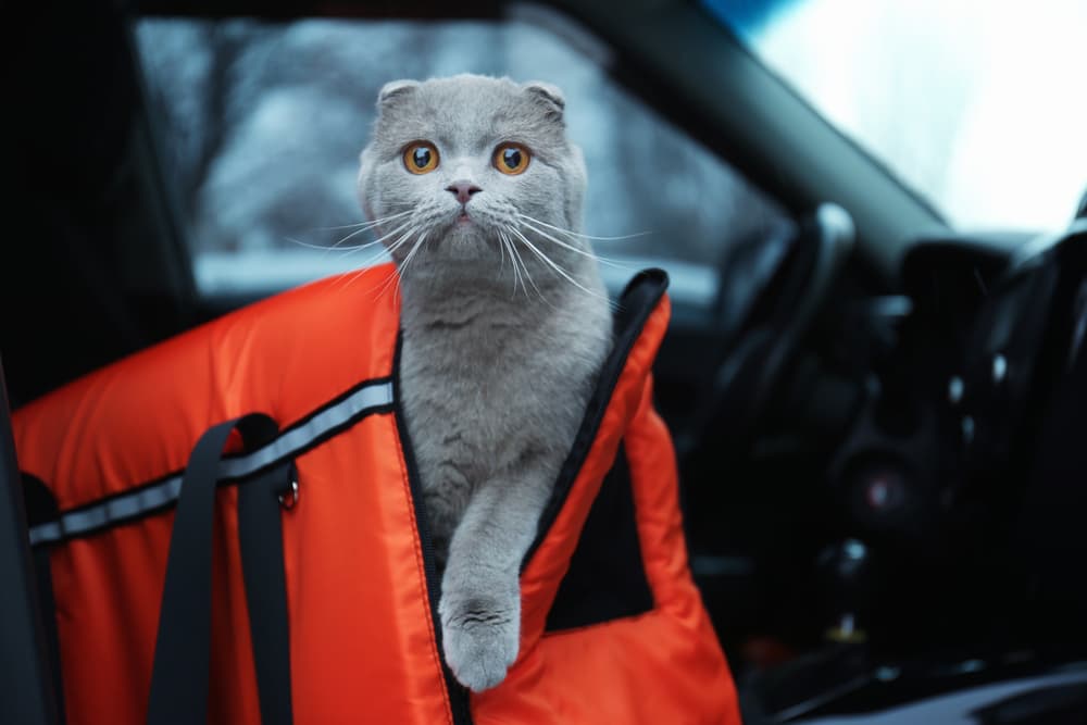 Cat stepping out of a car