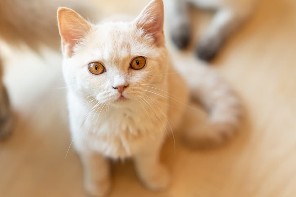 Sweet cat looking to owner