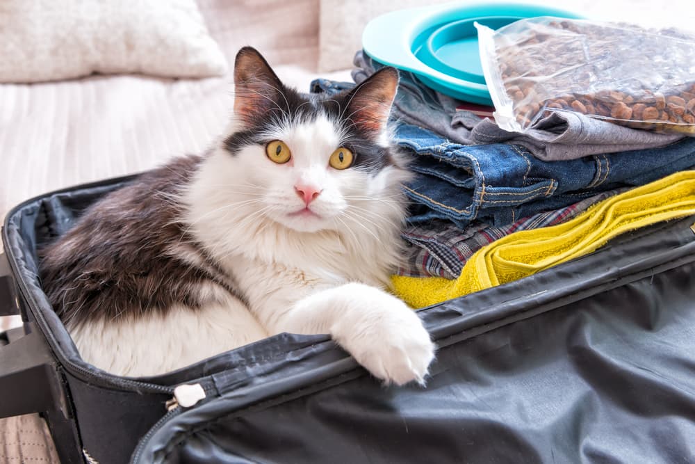 Best Vet-Approved Cat Sedatives for Travel
