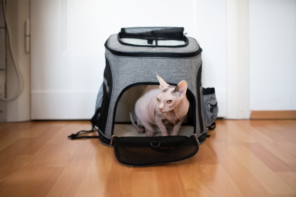 Cat in a carrier