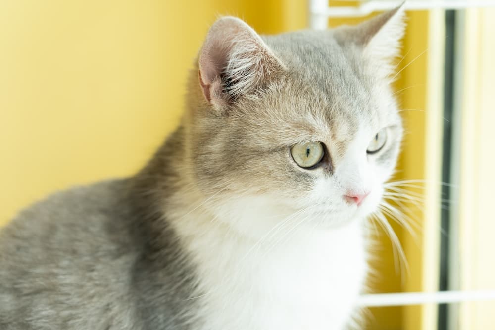 Cat staring out of the window