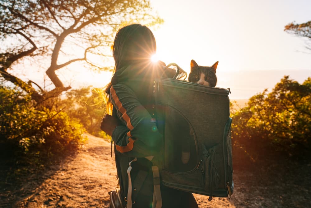 Cat walking with owner on a hike