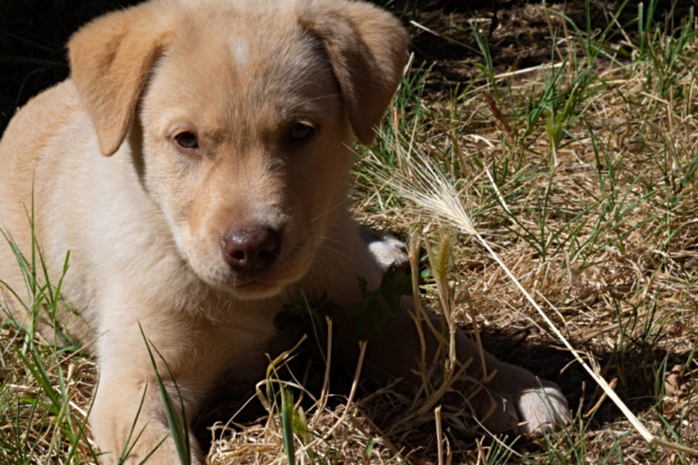puppy near foxtail