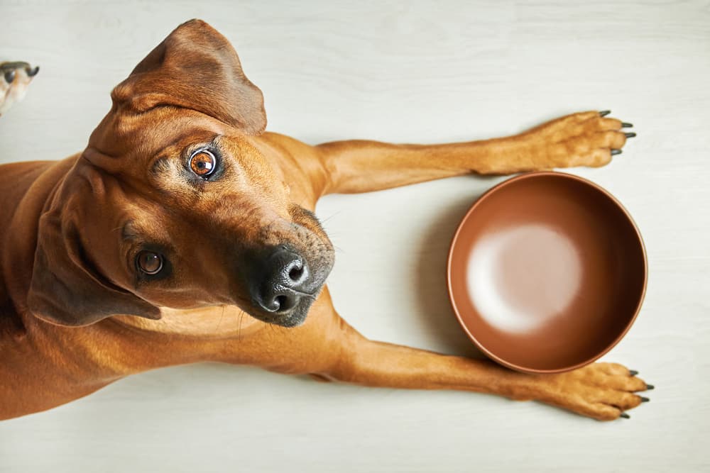 Dog looking up to camera over empty bowl