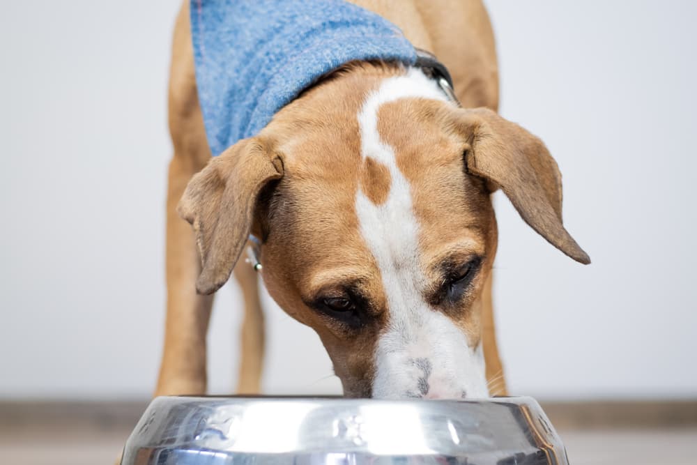Dog Food for Kidney Disease: 3 Diets to Consider