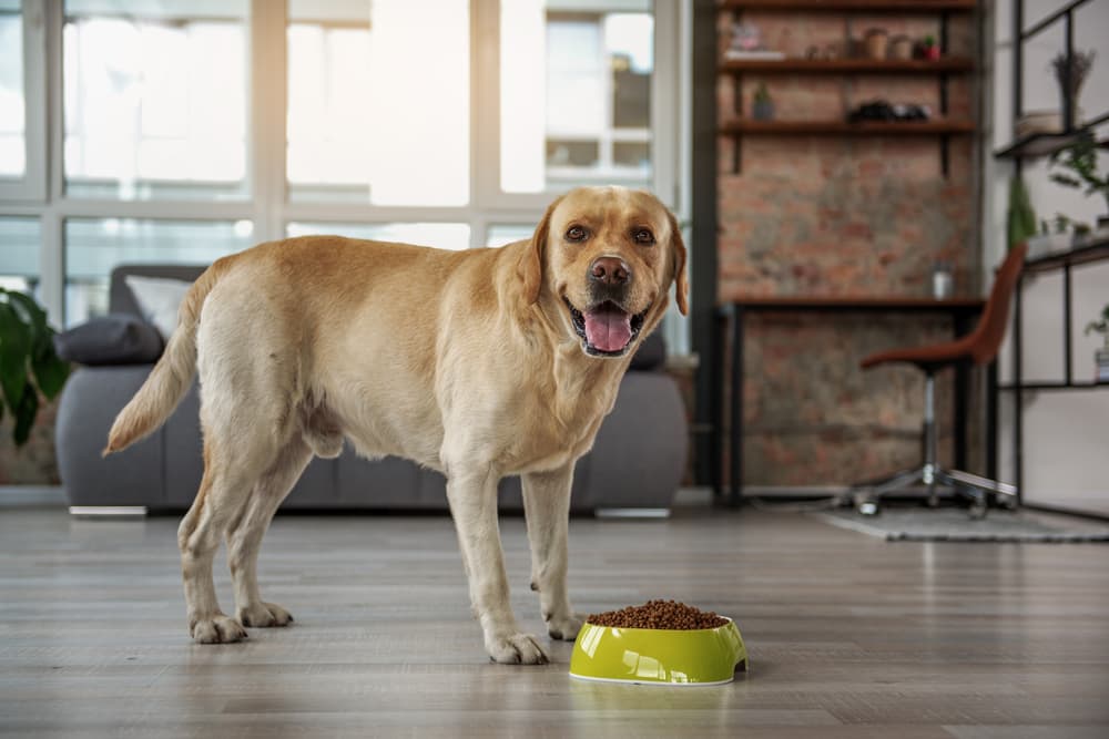 Dog with a food bowl at home