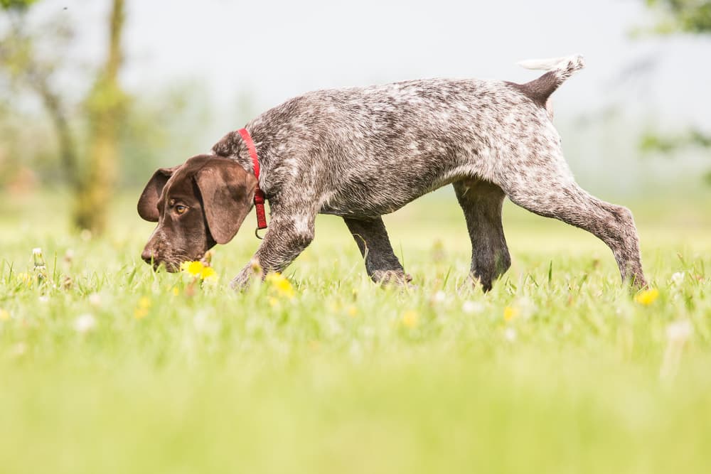 Scent Training for Dogs: What it Is and How to Do It Scent Training for Dogs: What it Is and How to Do It