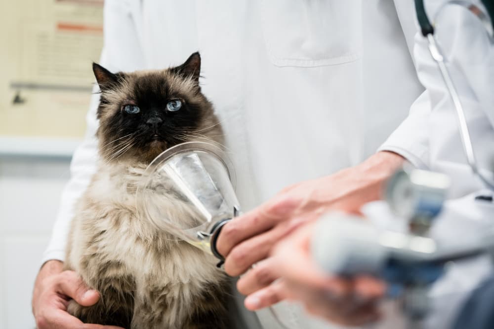 Cat getting oxygen at vet