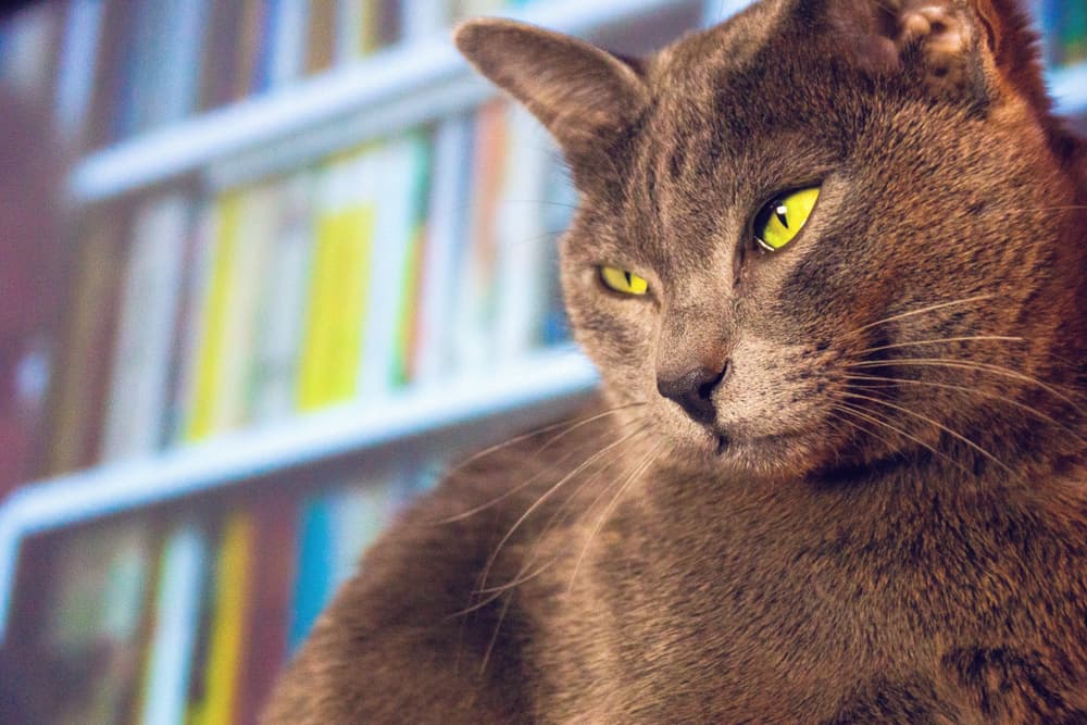 Close up shot of a Korat cat