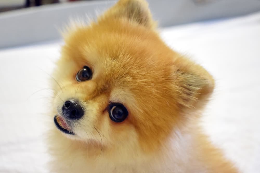 8 Sounds Dogs Love