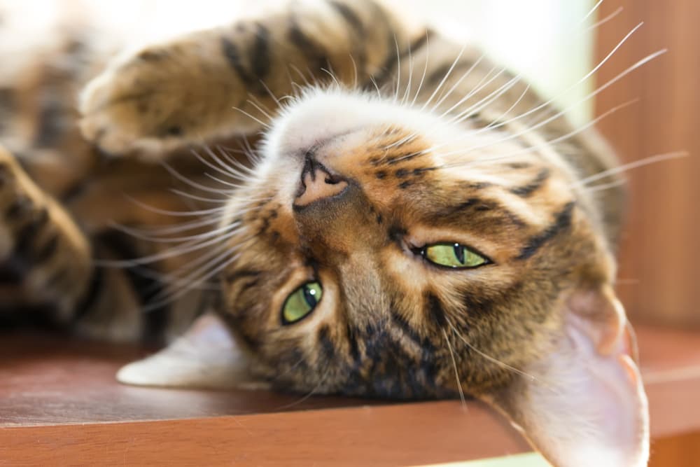 Toyger cat laying on its back