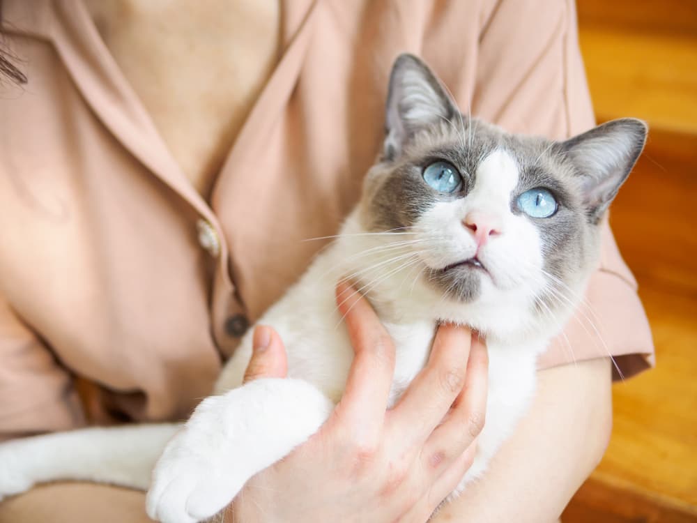 Friendly ragdoll cat