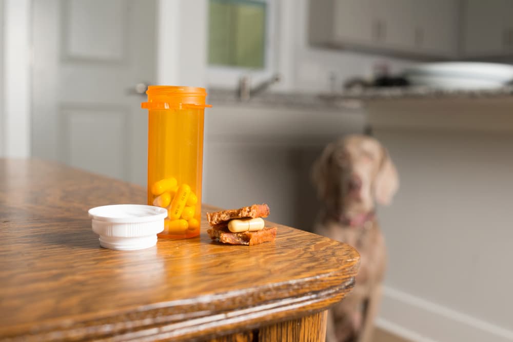 Dog waiting to take prescription pill inside treat