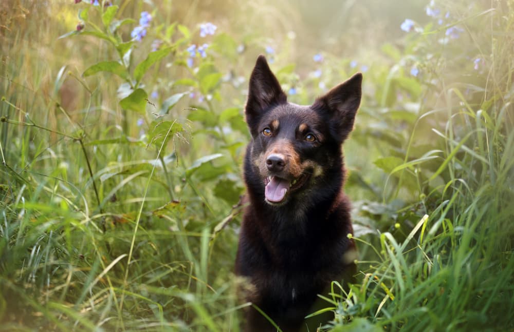 Australian Kelpie sitting in a field