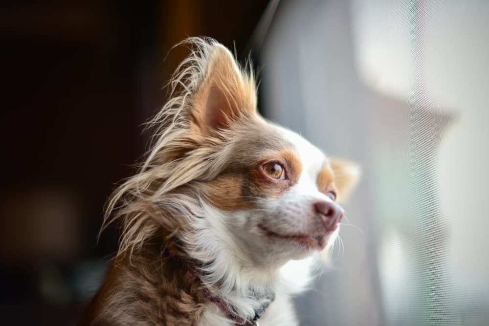 Chihuahua looking out of a window