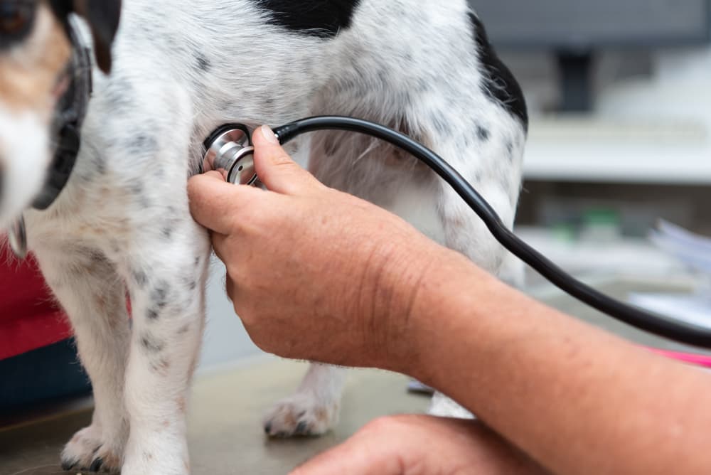 Veterinarian listening to dog's heart